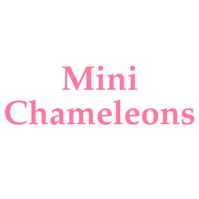 Mini Chameleons